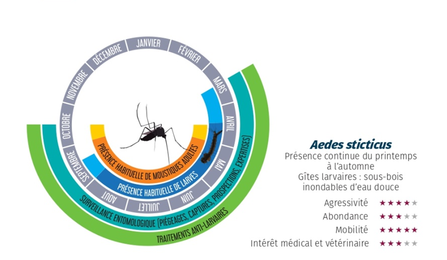 Dynamique d'Aedes sticticus