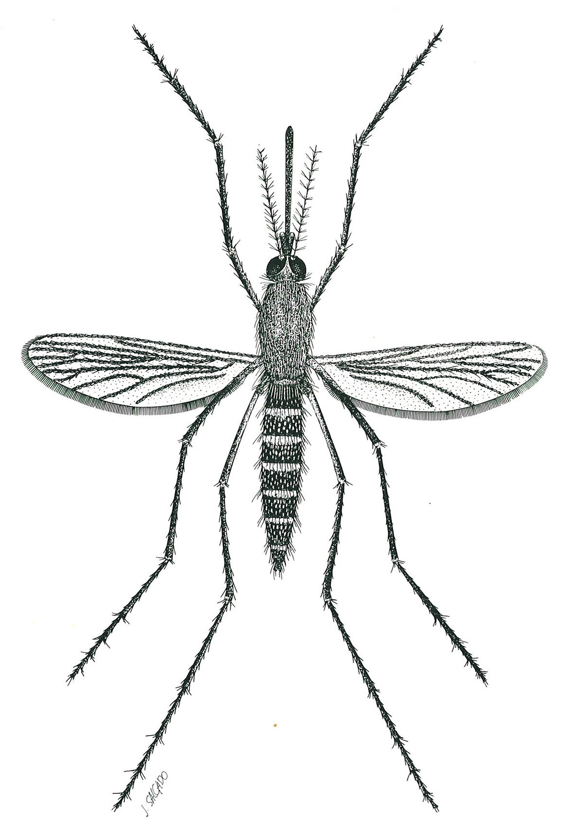 Aedes detritus-coluzzii