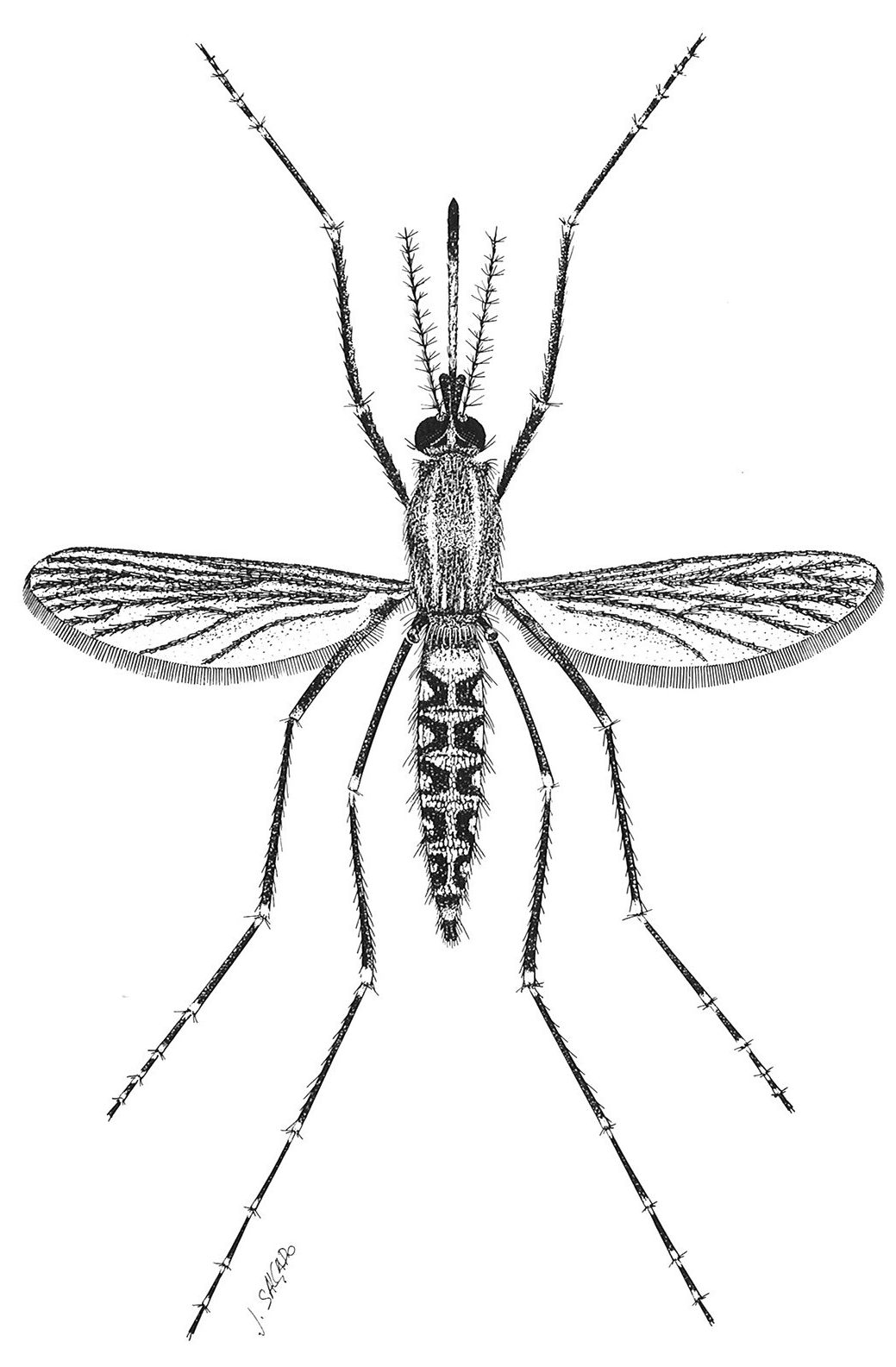 Aedes caspius
